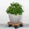 Đế Lót Chậu Cây Có Bánh Xe
