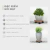 Đế Lót Chậu Cây Có Bánh Xe