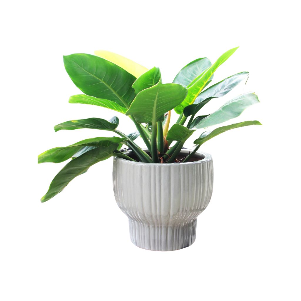 Chậu men Pure 1 Chậu men Pure