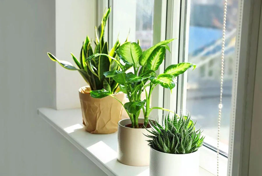 Cây xanh phong thủy Cây xanh phong thủy