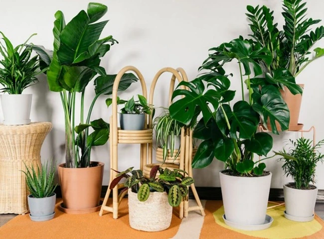 Cây lọc không khí phổ biến & dễ trồng