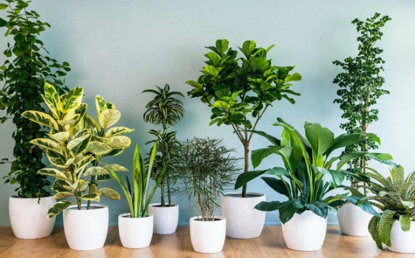 Cây lọc không khí phổ biến & dễ trồng
