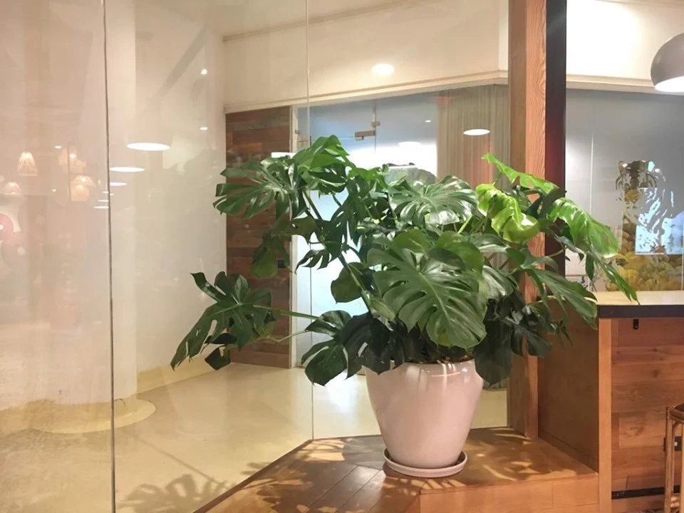 Chậu Cây Cảnh Trong Nhà Đẹp: Xu Hướng Trang Trí Nhà Ở Hiện Đại Chậu Cây Cảnh Trong Nhà Đẹp: Xu Hướng Trang Trí Nhà Ở Hiện Đại