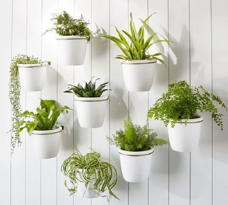 Gợi Ý Chậu Cây Trang Trí Đẹp Cho Phòng Khách, Ban Công, Văn Phòng 6 Gợi Ý Chậu Cây Trang Trí Đẹp Cho Phòng Khách, Ban Công, Văn Phòng