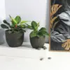 Egg Poly Planter (Set Of 2) – Green Grey 15 Egg Poly Planter (Set Of 2) – Green Grey