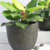 Egg Poly Planter (Set Of 2) – Green Grey 9 Egg Poly Planter (Set Of 2) – Green Grey
