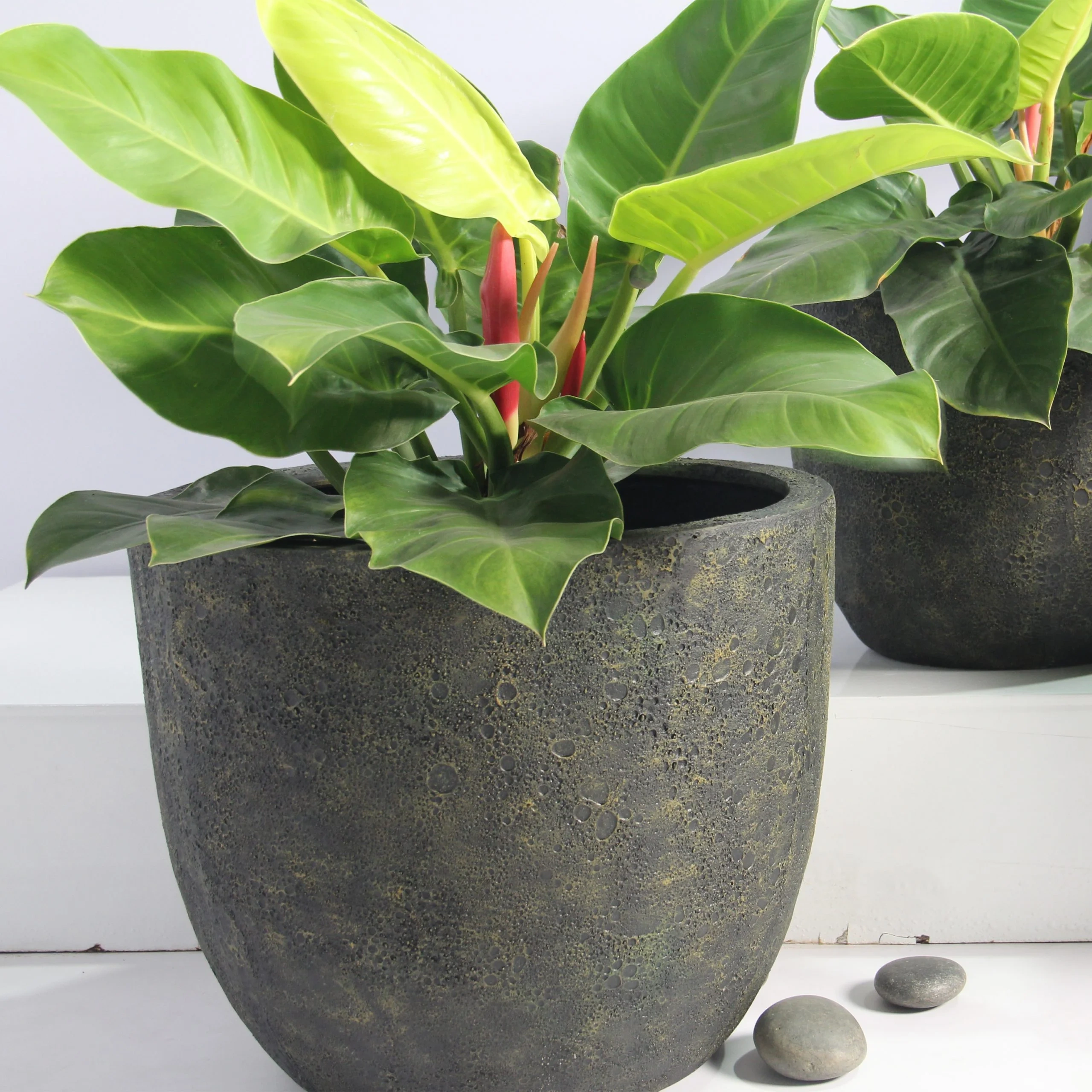 Egg Poly Planter (Set Of 2) – Green Grey 2 Egg Poly Planter (Set Of 2) – Green Grey - Ảnh 2