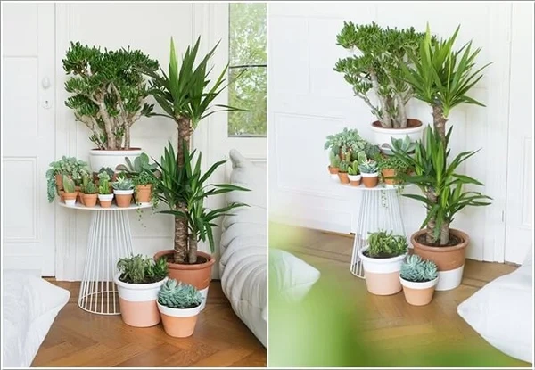 Gợi Ý Chậu Cây Trang Trí Đẹp Cho Phòng Khách, Ban Công, Văn Phòng 2 Gợi Ý Chậu Cây Trang Trí Đẹp Cho Phòng Khách, Ban Công, Văn Phòng