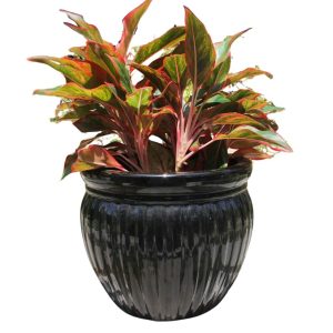 Chậu gốm trồng cây Rayshun