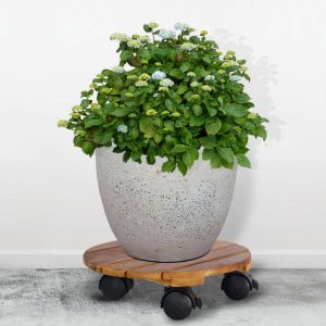 Đế Lót Chậu Cây Có Bánh Xe