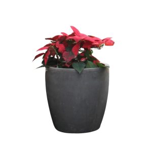 Chậu Poly láng Tirrell