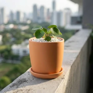 Chậu Gốm Mini Isabelle