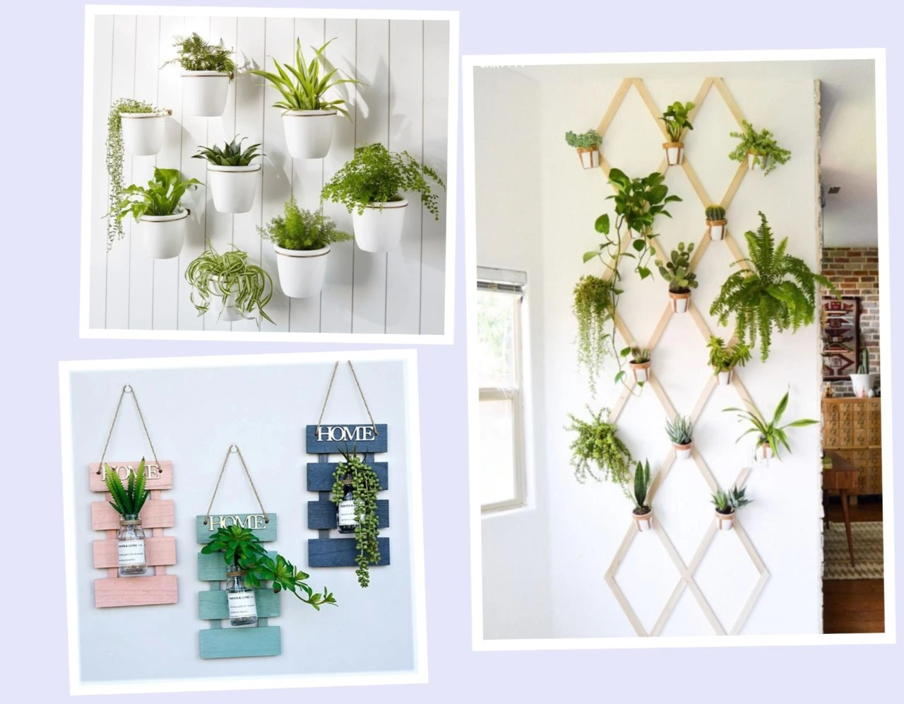Trang trí bằng cây xanh, cây treo tường