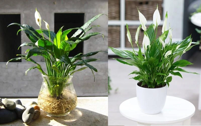 Cây lọc không khí phổ biến & dễ trồng