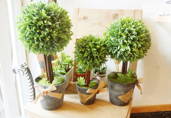 Chậu Cây Trang Trí Đẹp – Xu Hướng Decor Không Gian Sống Hiện Đại 2025