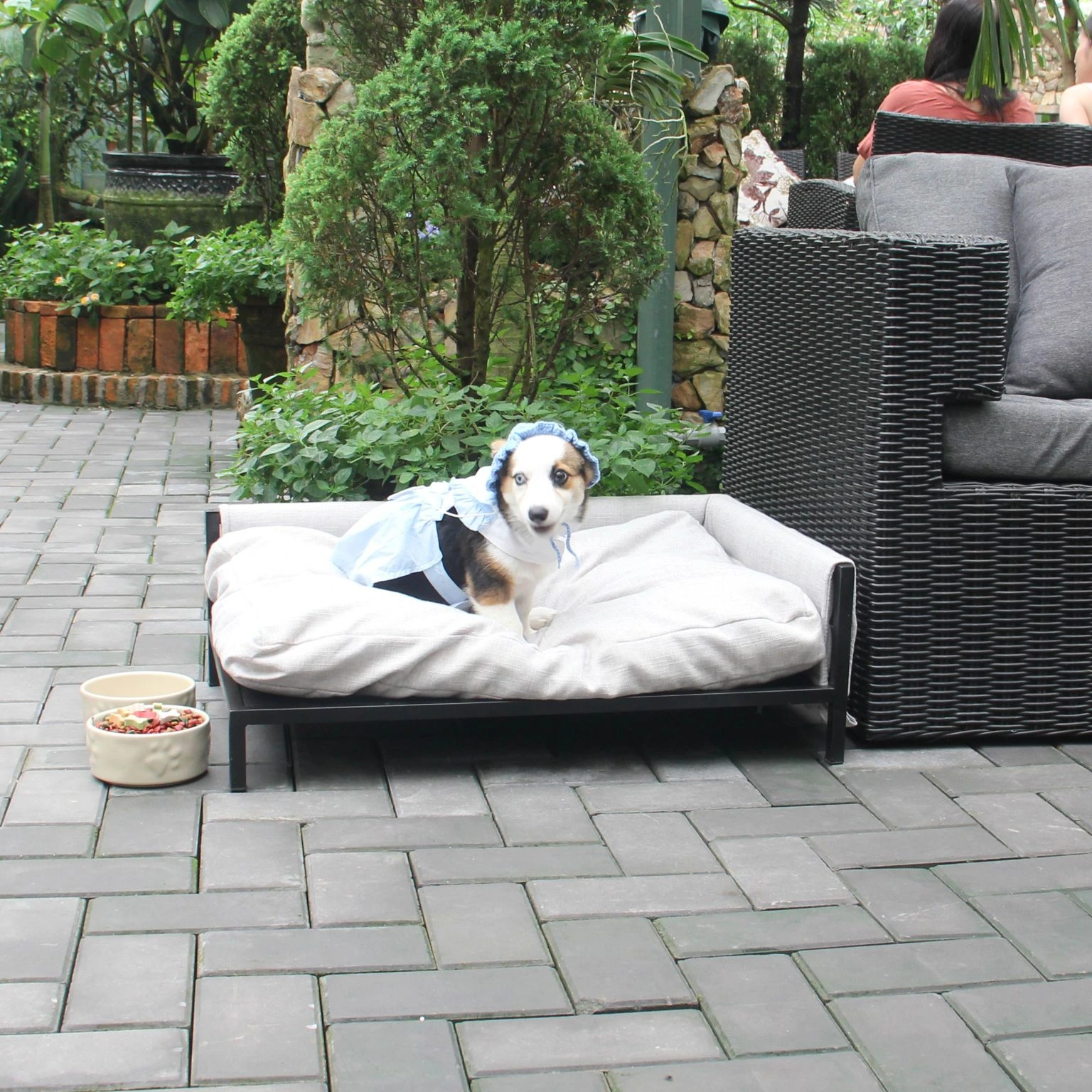 Vật Dụng Cho Thú Cưng Cần Thiết Cho Người Nuôi Lần Đầu