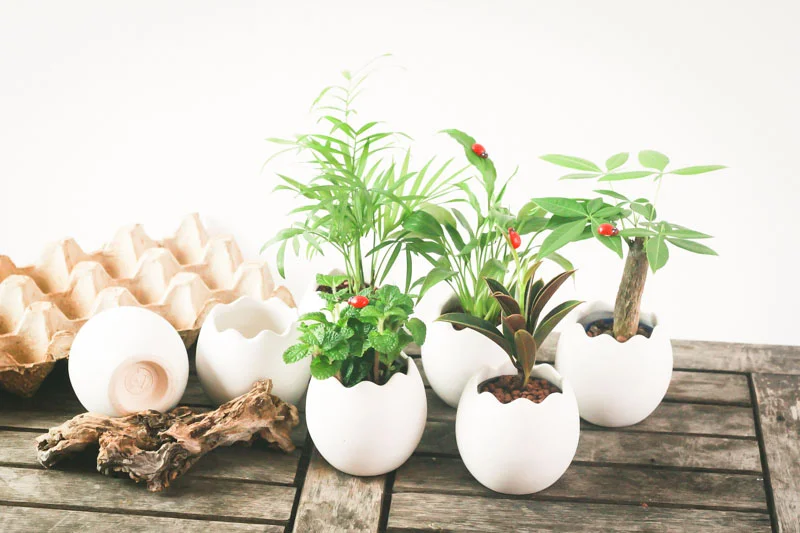 Chậu Cây Cảnh Trong Nhà Đẹp: Xu Hướng Trang Trí Nhà Ở Hiện Đại