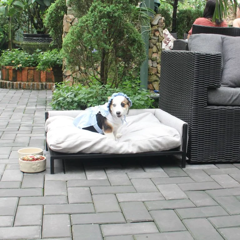 Xu Hướng Vật Dụng Cho Thú Cưng Được Ưa Chuộng Hiện Nay