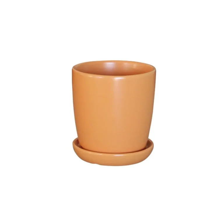 Vì Sao Chậu Cây Cảnh Trong Nhà Được Nhiều Gia Đình Ưa Chuộng?