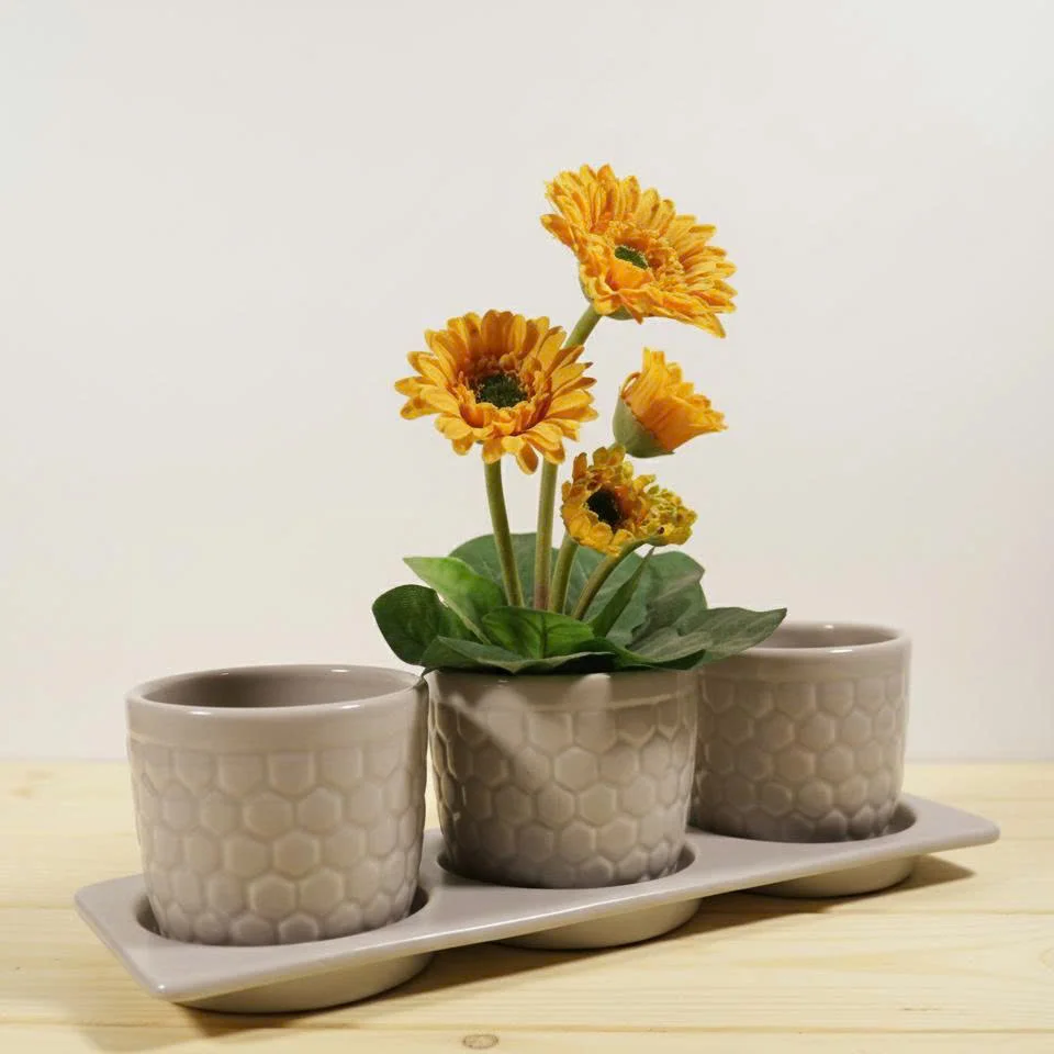 Chậu Cây Decor Trong Nhà: Điểm Nhấn Xanh Cho Không Gian Sống Hiện Đại