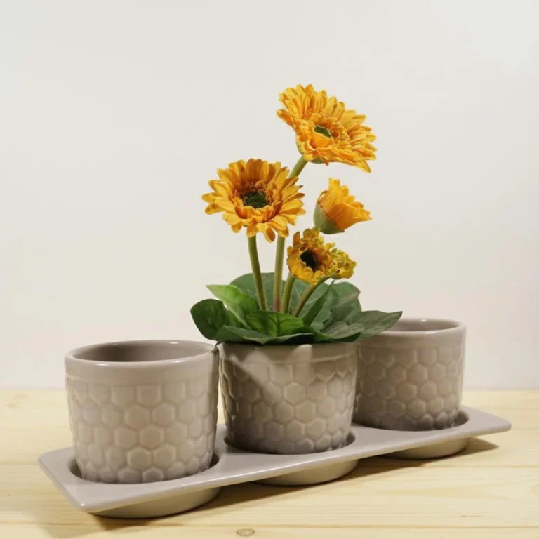 Gợi Ý Chậu Cây Cảnh Trong Nhà Đẹp Giúp Không Gian Thêm Sinh Động