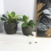Egg Poly Planter (Set Of 2) – Green Grey 17 Egg Poly Planter (Set Of 2) – Green Grey