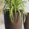 Shine Urn Poly Planter (Set Of 2) – Red Brown 11 Shine Urn Poly Planter (Set Of 2) – Red Brown